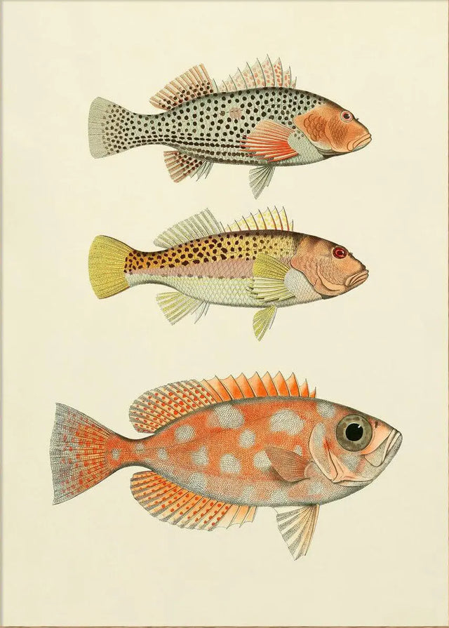 3 orange fisk The Dybdahl Co.