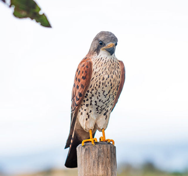 Tårnfalk i træ - Wildlife Garden