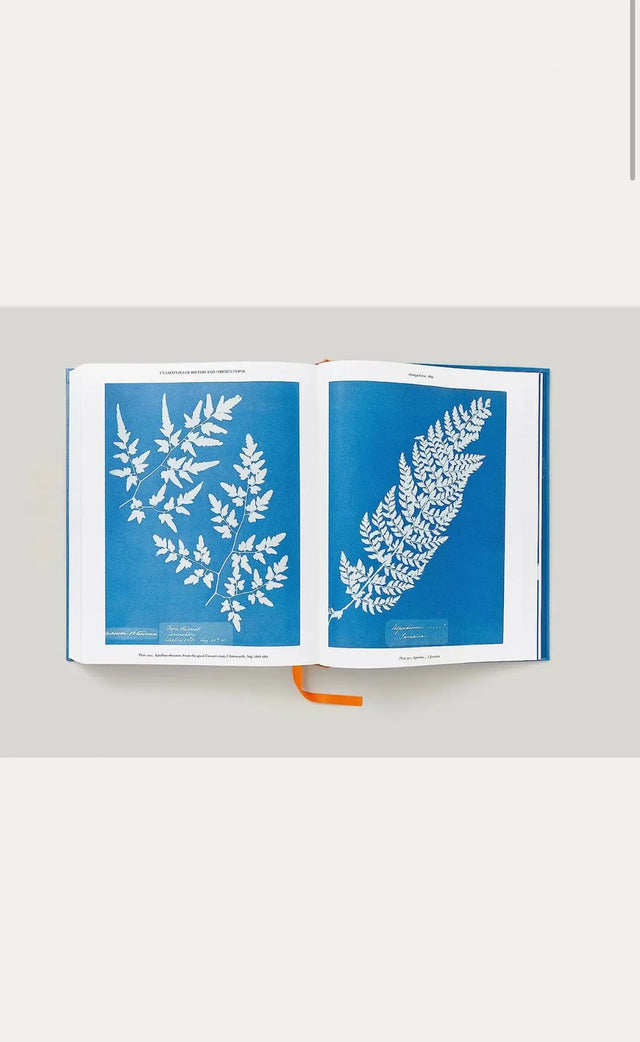 Anna Atkins - Cyanotypes - New Mags