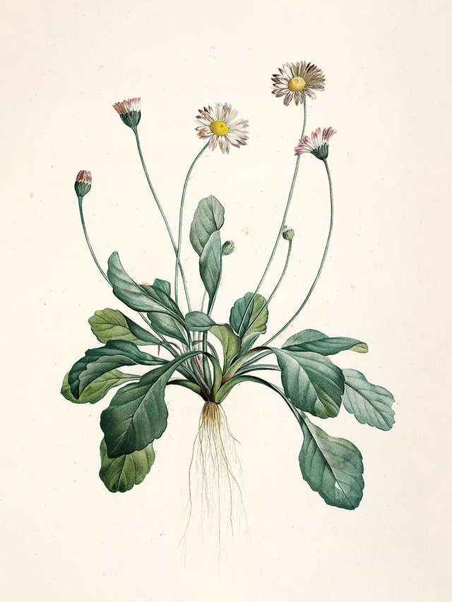 Bellis The Dybdahl Co.