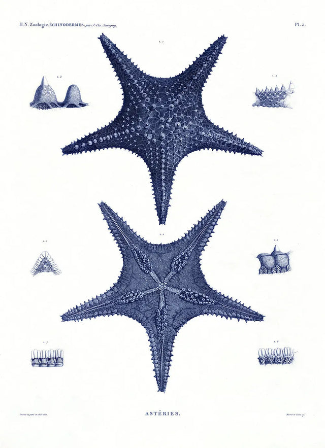 Blå søstjerne - kunstprint - The Dybdahl Co.