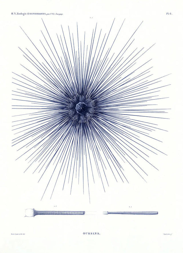 Blåt søpindsvin - kunstprint - The Dybdahl Co.