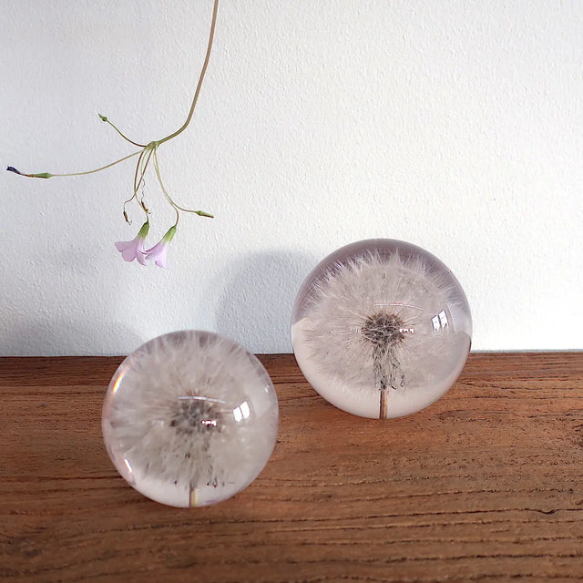 Brevvægt - mælkebøtte Hafod