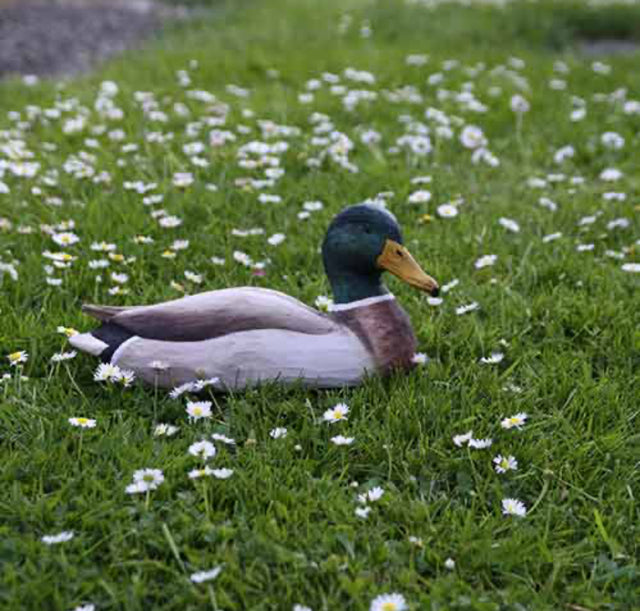 Gråand (han) i træ - Wildlife Garden