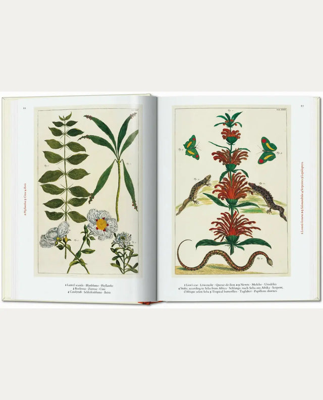 Cabinet of Natural Curiosities - New Mags