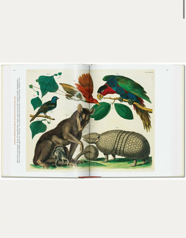 Cabinet of Natural Curiosities - New Mags
