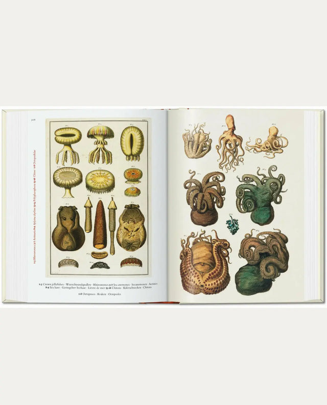 Cabinet of Natural Curiosities - New Mags