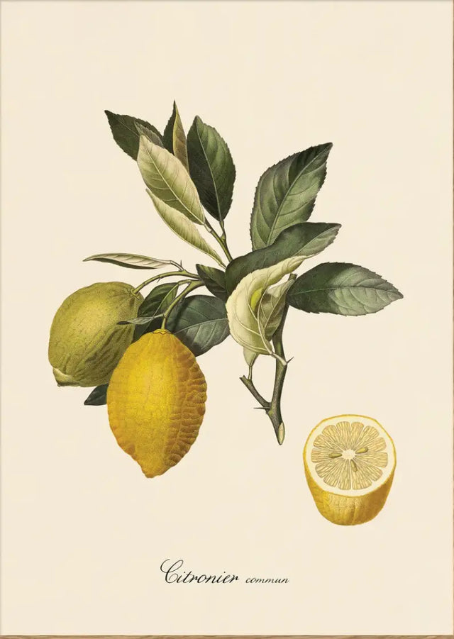 Citroner The Dybdahl Co.