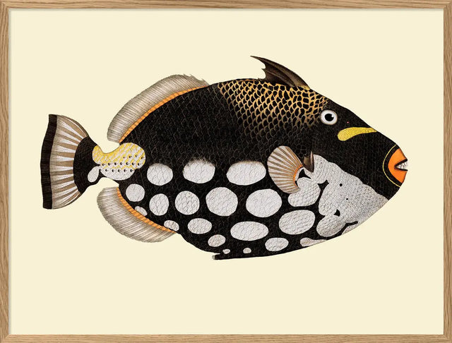 Dot Galore fisk The Dybdahl Co.