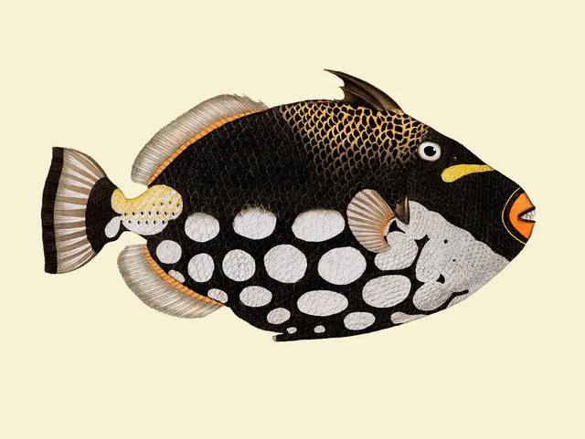 Dot Galore fisk The Dybdahl Co.