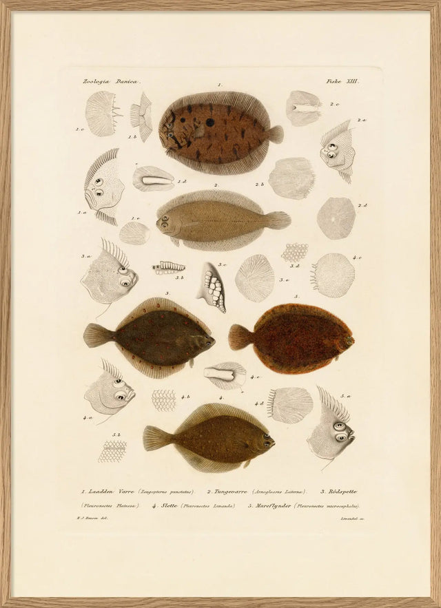 Fladfisk The Dybdahl Co.