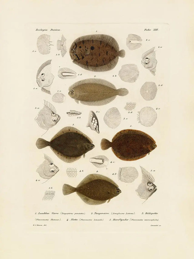 Fladfisk The Dybdahl Co.