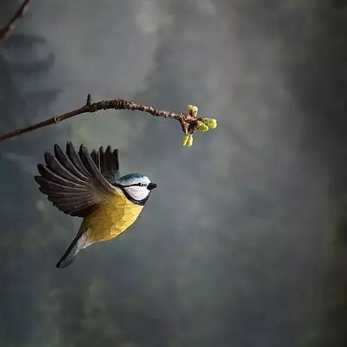 Flyvende blåmejse i træ Wildlife Garden.Blåmejsen er en lille sød fugl med blå vinger og hale og et blåt hoved og gul underside med en smal grå-sort længdestribe på bugen. Man ser den ofte på foderbrættet i haven. Her ses den i luften.