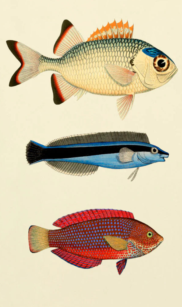 3 farverige fisk - The Dybdahl Co.