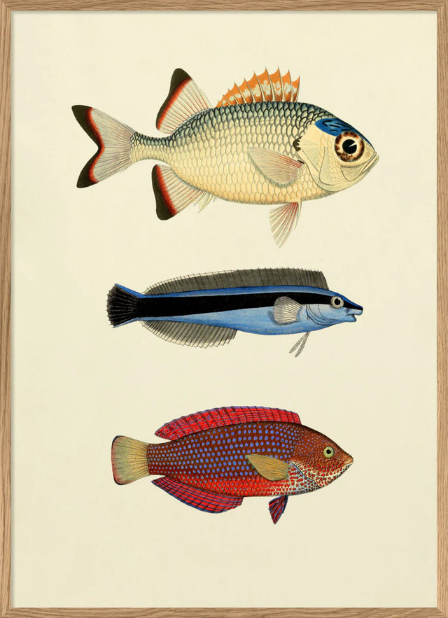 3 farverige fisk - The Dybdahl Co.