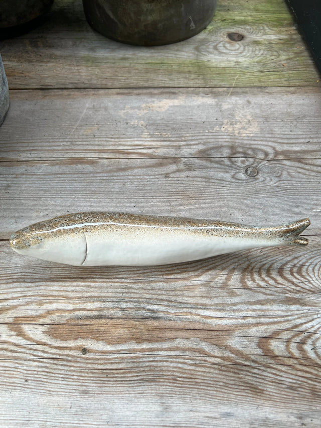 Grå vægfisk - Ponyklubben