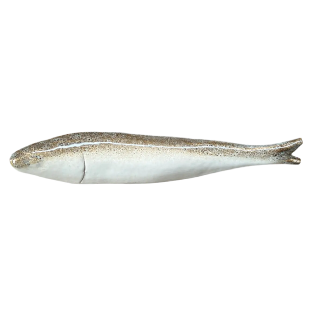 Grå vægfisk - Ponyklubben