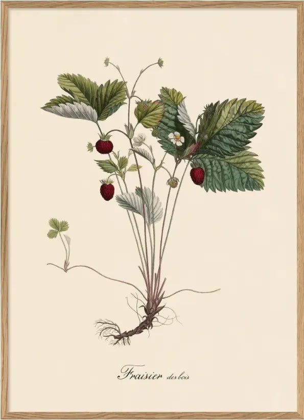 Jordbær plante The Dybdahl Co.