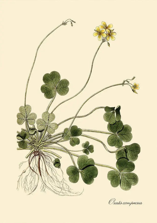 Kløver - The Dybdahl Co.