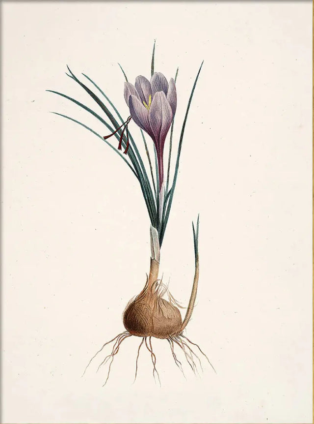 Krokus - The Dybdahl Co.