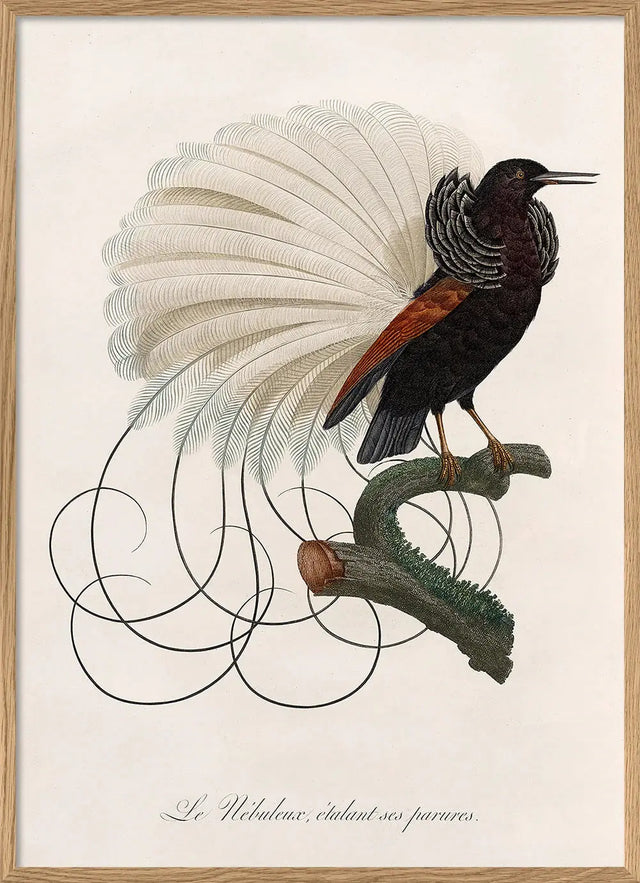 Le Nebuleux - paradisfugl - kunstprint - The Dybdahl Co.