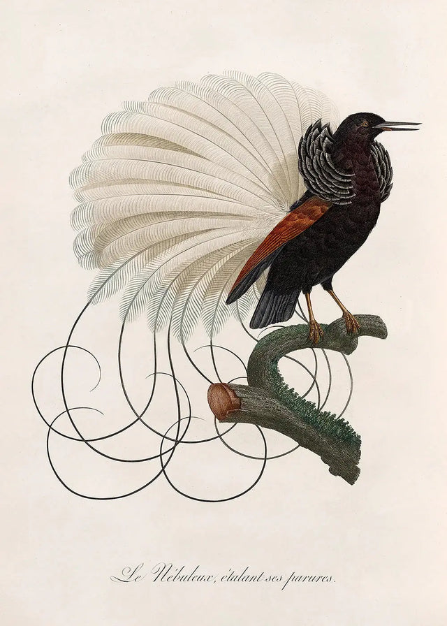 Le Nebuleux - paradisfugl - kunstprint - The Dybdahl Co.