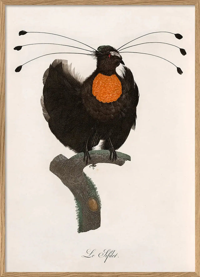 Le Sifilet - paradisfugl - kunstprint - The Dybdahl Co.