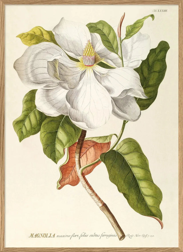 Magnolia - kunstprint - The Dybdahl Co.