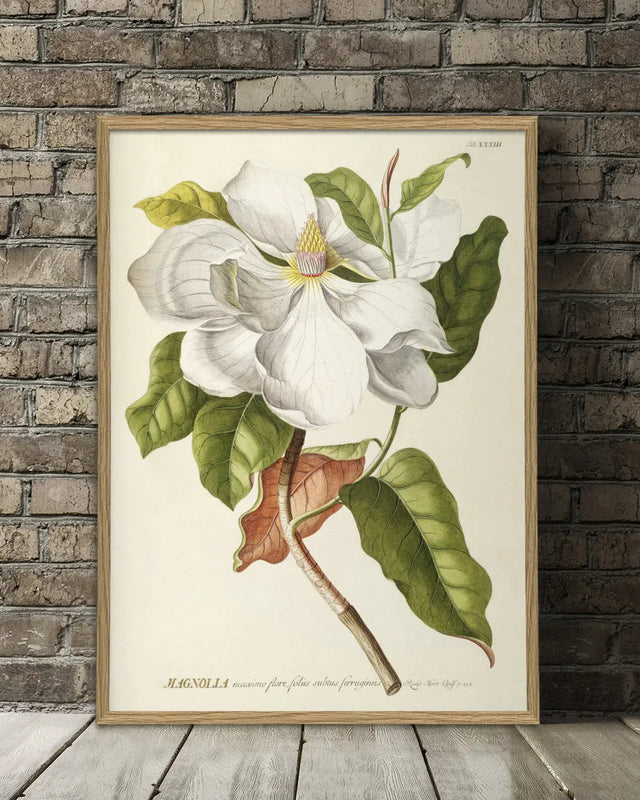 Magnolia - kunstprint - The Dybdahl Co.