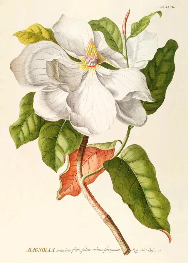 Magnolia - kunstprint - The Dybdahl Co.