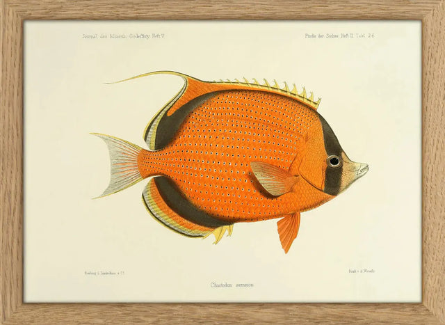 Orange fisk - mini - The Dybdahl Co.