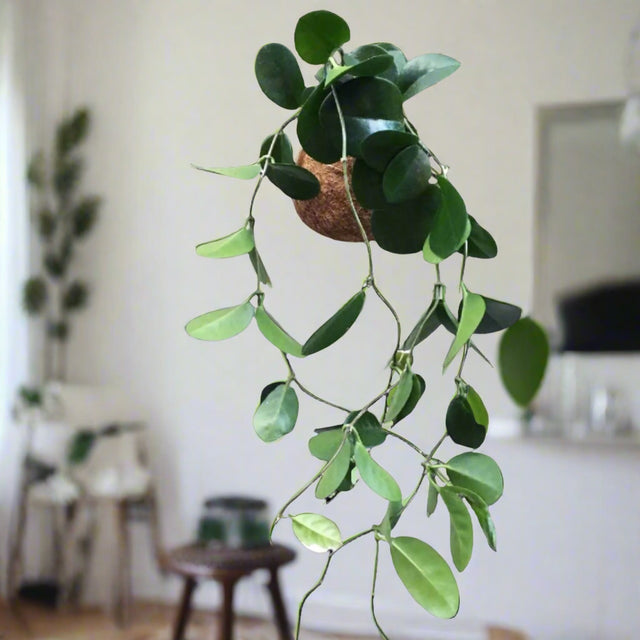 Planteplaneter Kaja Skytte Ponyklubben