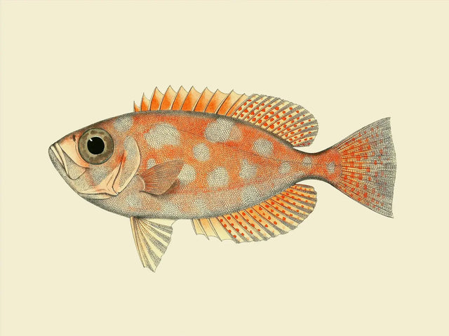 Rød fisk - dots The Dybdahl Co.