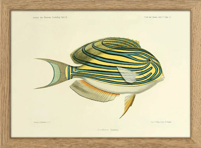 Stripet kirurgfisk - mini The Dybdahl Co.