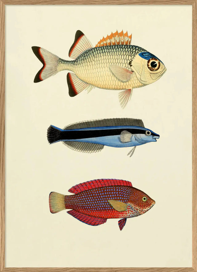 Tre farverige fisk - The Dybdahl Co.
