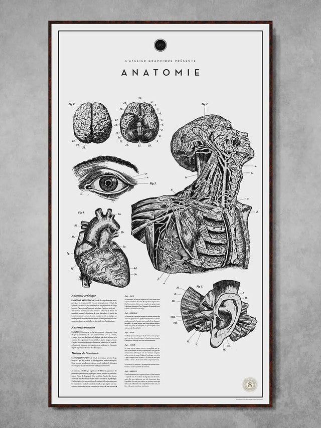 Anatomie Atelier Graphique