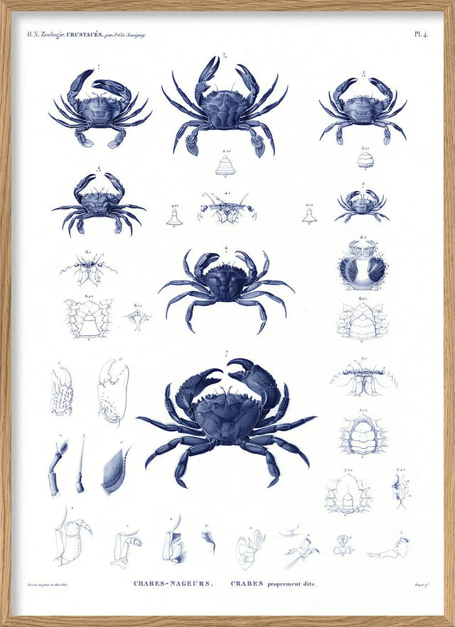 Blå krabbe - kunstprint - The Dybdahl Co.