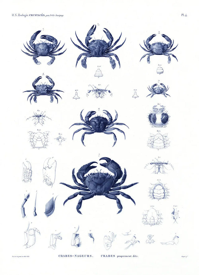 Blå krabbe - kunstprint - The Dybdahl Co.