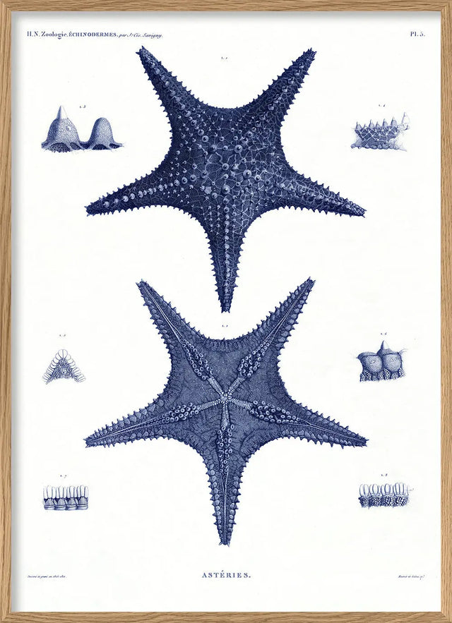 Blå søstjerne - kunstprint - The Dybdahl Co.