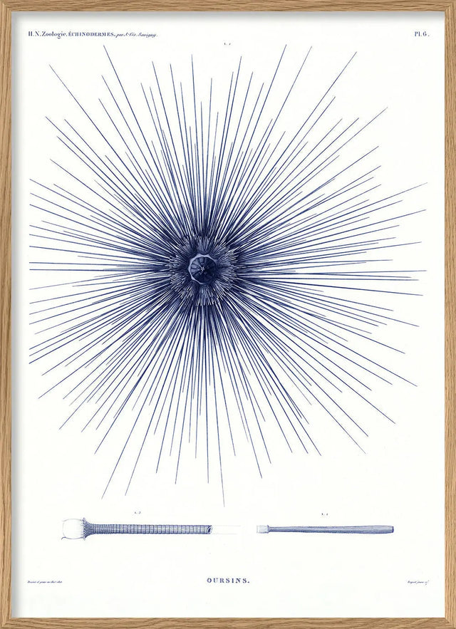 Blåt søpindsvin - kunstprint - The Dybdahl Co.