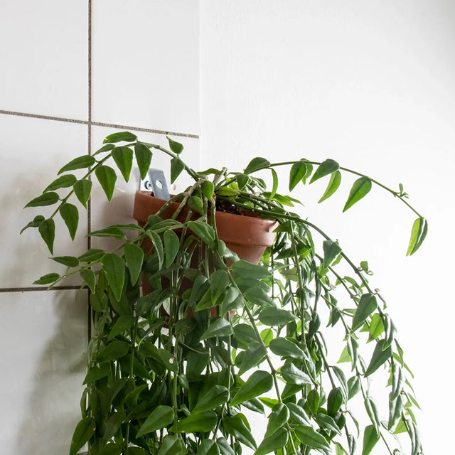Clippy - et vægbeslag til urtepotter - Botanopia