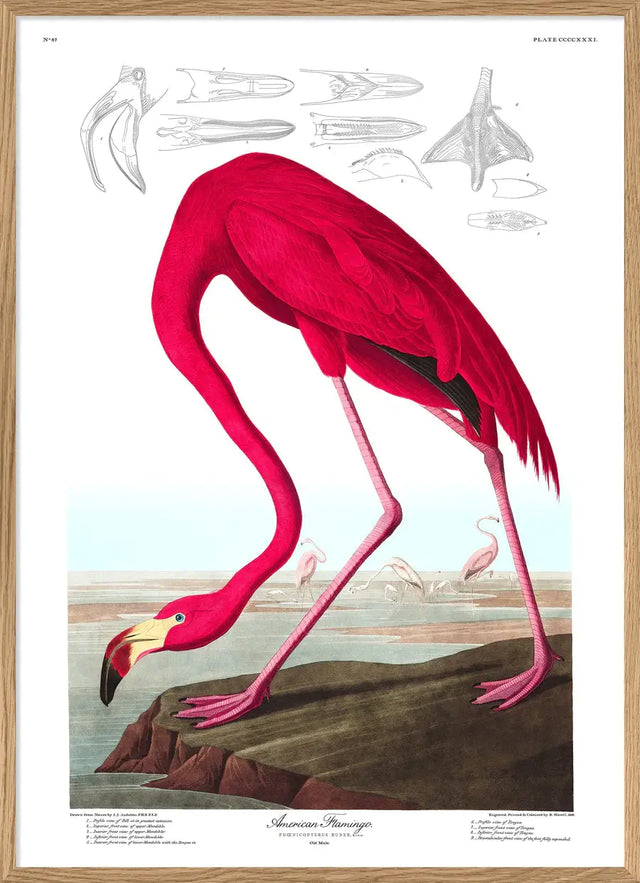 Flamingo The Dybdahl Co.
