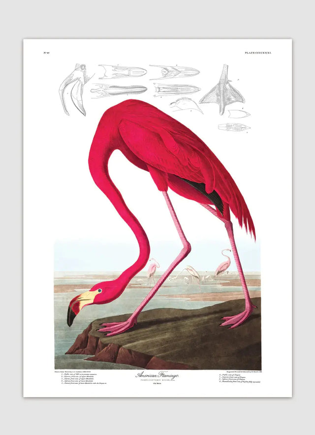 Flamingo The Dybdahl Co.