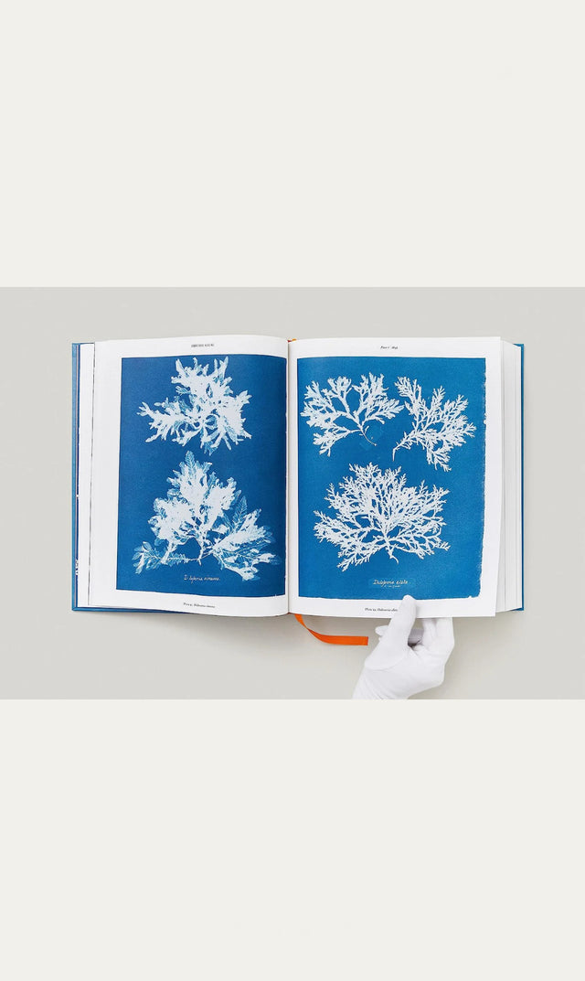 Anna Atkins - Cyanotypes - New Mags