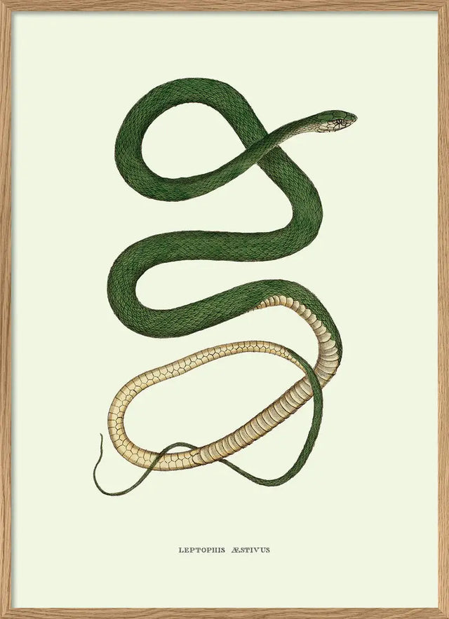 Grøn slange - The Dybdahl Co.