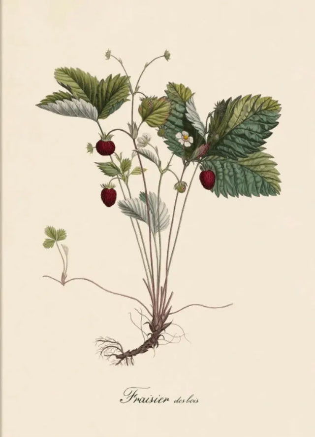 Jordbær plante The Dybdahl Co.