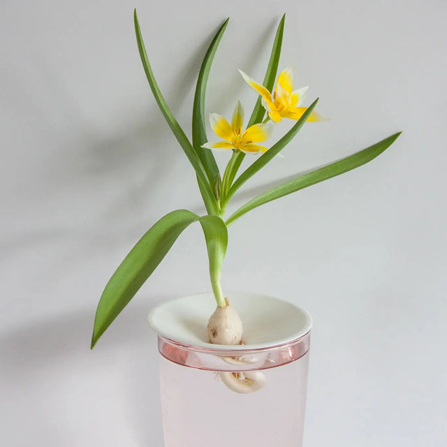 Porcelæn spireplade - lille - Botanopia