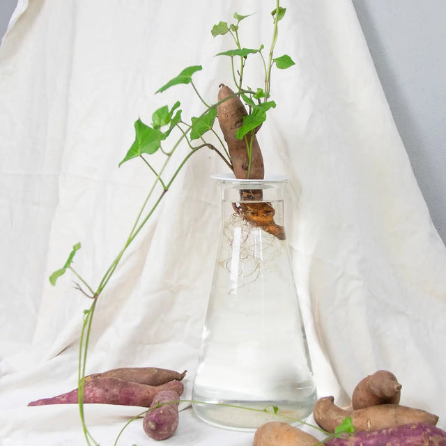 Porcelæn spireplade - stor - Botanopia