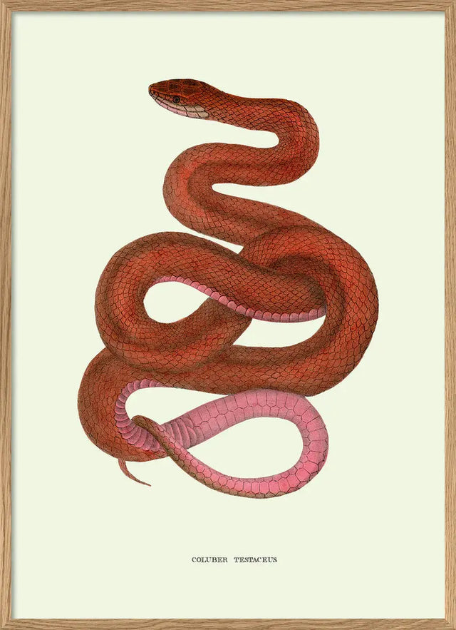 Rød slange - The Dybdahl Co.