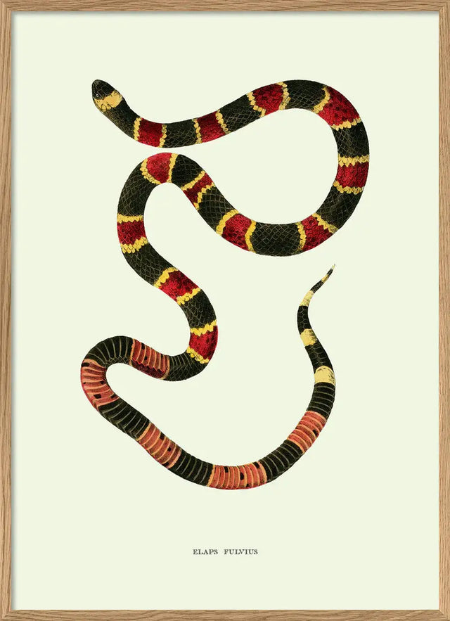 Stripet slange - The Dybdahl Co.